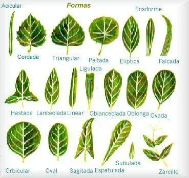 Tu rincón agrónomo!: Anatomía de las plantas: Las Hojas y la flor