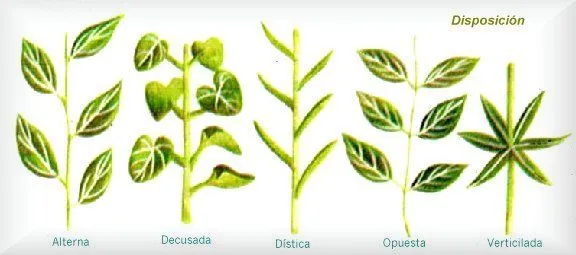 Anatomía vegetal