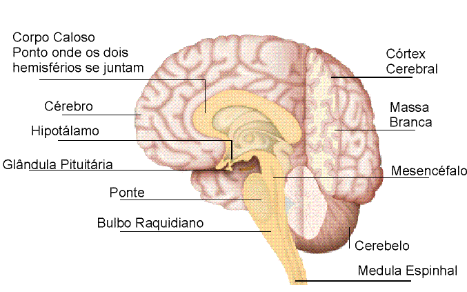 anatomia.gif