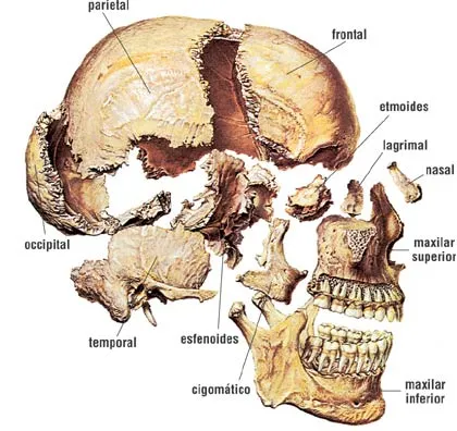 Anatomia del craneo - Imagui