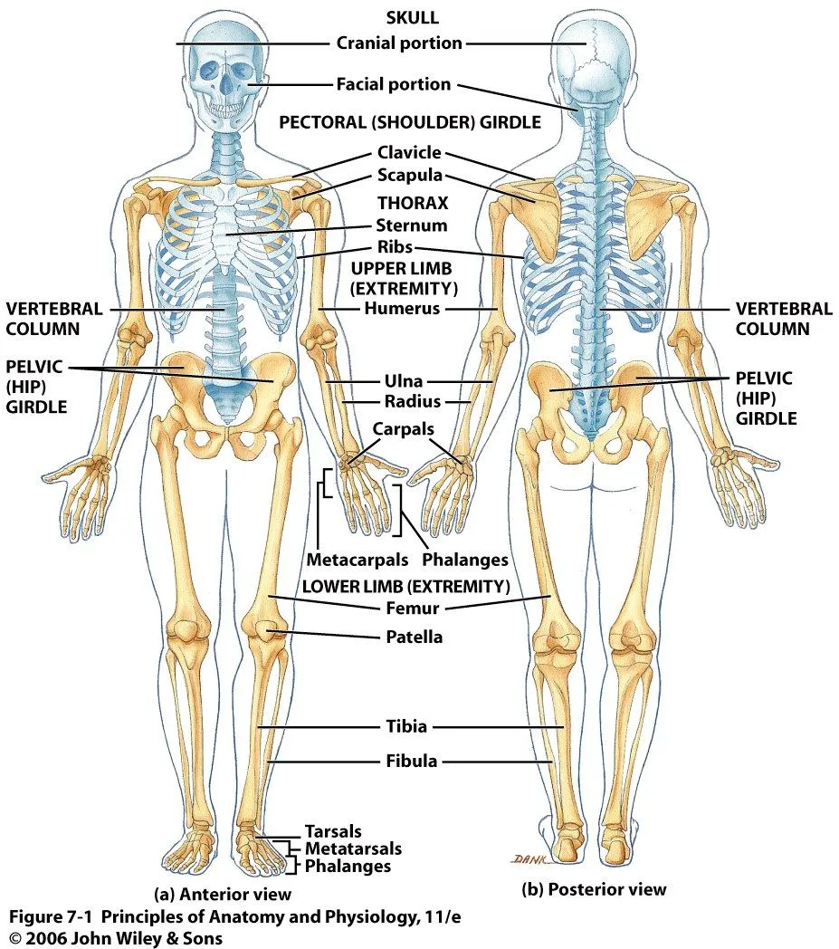 anatomiayfisiologia | Just another WordPress.com site