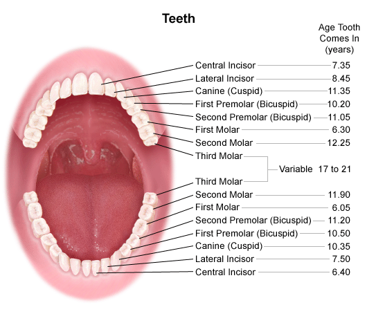 Anatomy and Development of the Mouth and Teeth