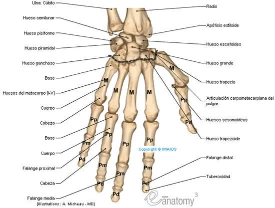 anatomy-bones-of-hand-en / Upper-limb-diagrams / e-anatomy ...