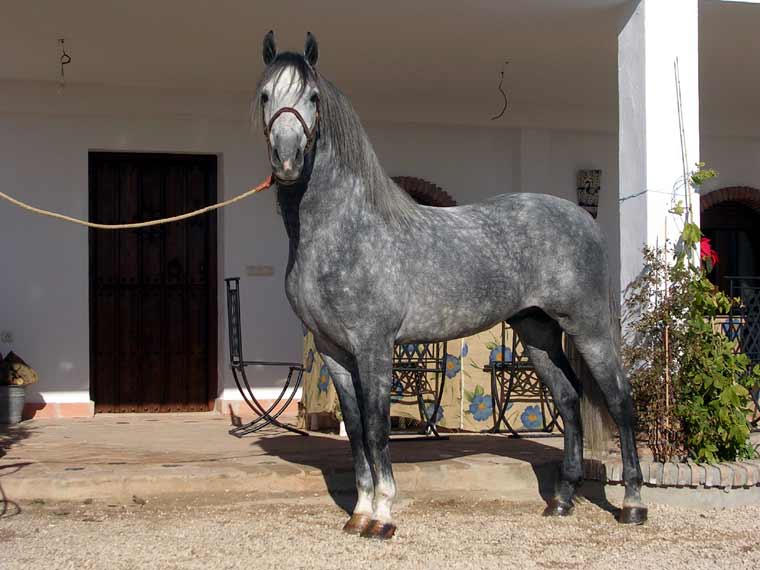 Andalucía Cabalga - Espectáculo Ecuestre - Exhibición de Caballos ...