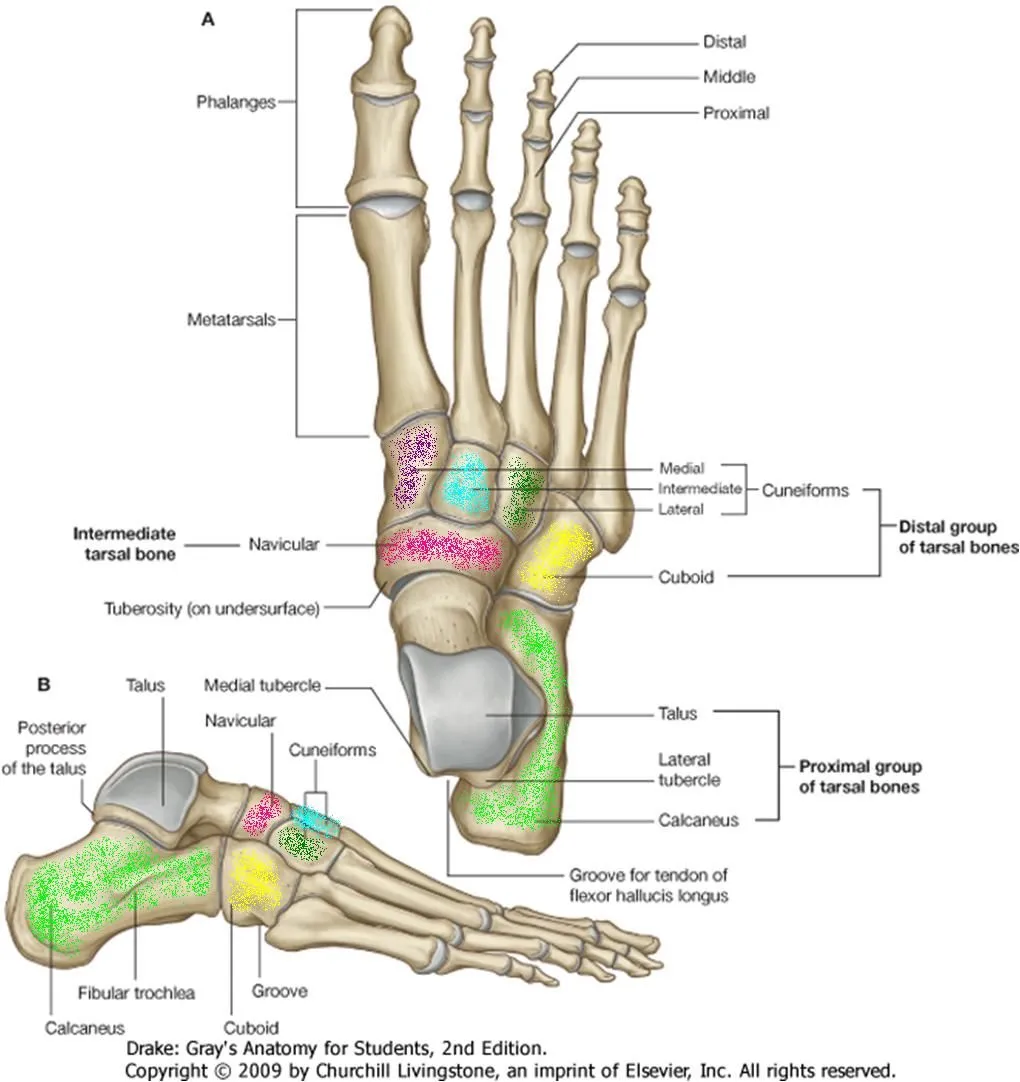 Anatomía UNAM: HUESOS DEL TARSO Y PIE