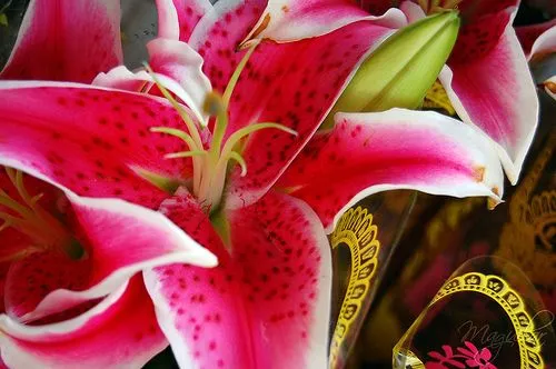 ANECDOTAS COTIDIANAS ISABEL ANECDOTAS COTIDIANAS ISABEL