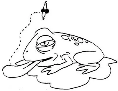 Anfibio para colorear - Imagui