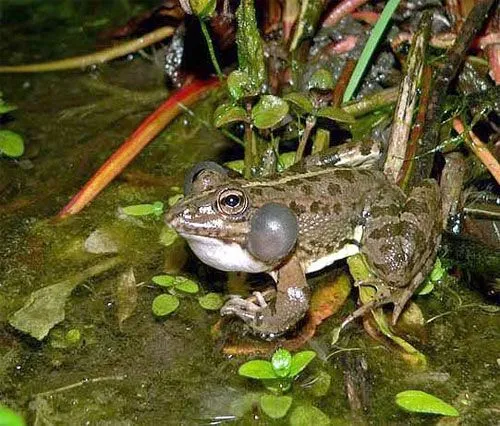 Anfibios y Reptiles