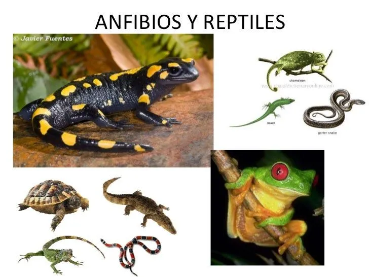 Anfibios y reptiles