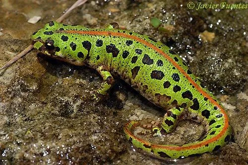 Anfibios y reptiles - Fauna de Jaén