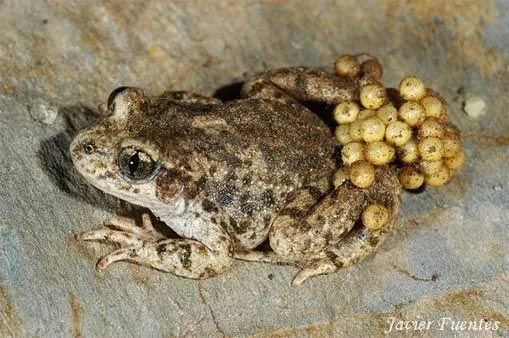 Anfibios y Reptiles