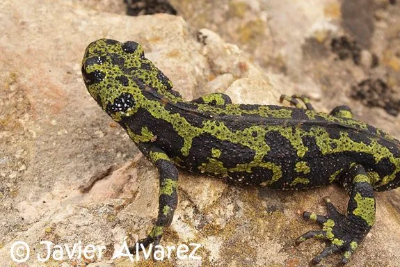 Anfibios y Reptiles de La Rioja: El veneno en los anfibios