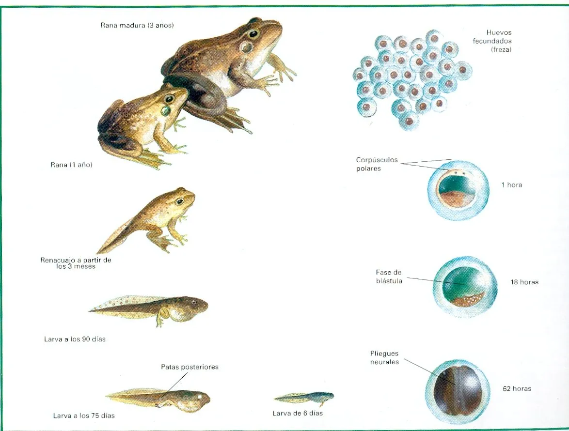 Z · Anfibios · “sus características” | EnciclopediA Animal 2