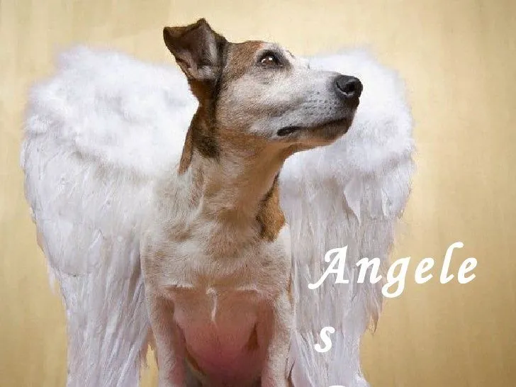 angeles perros