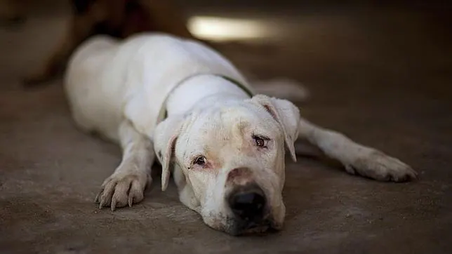 Los Ángeles prohíbe a todas sus tiendas de animales vender perros ...