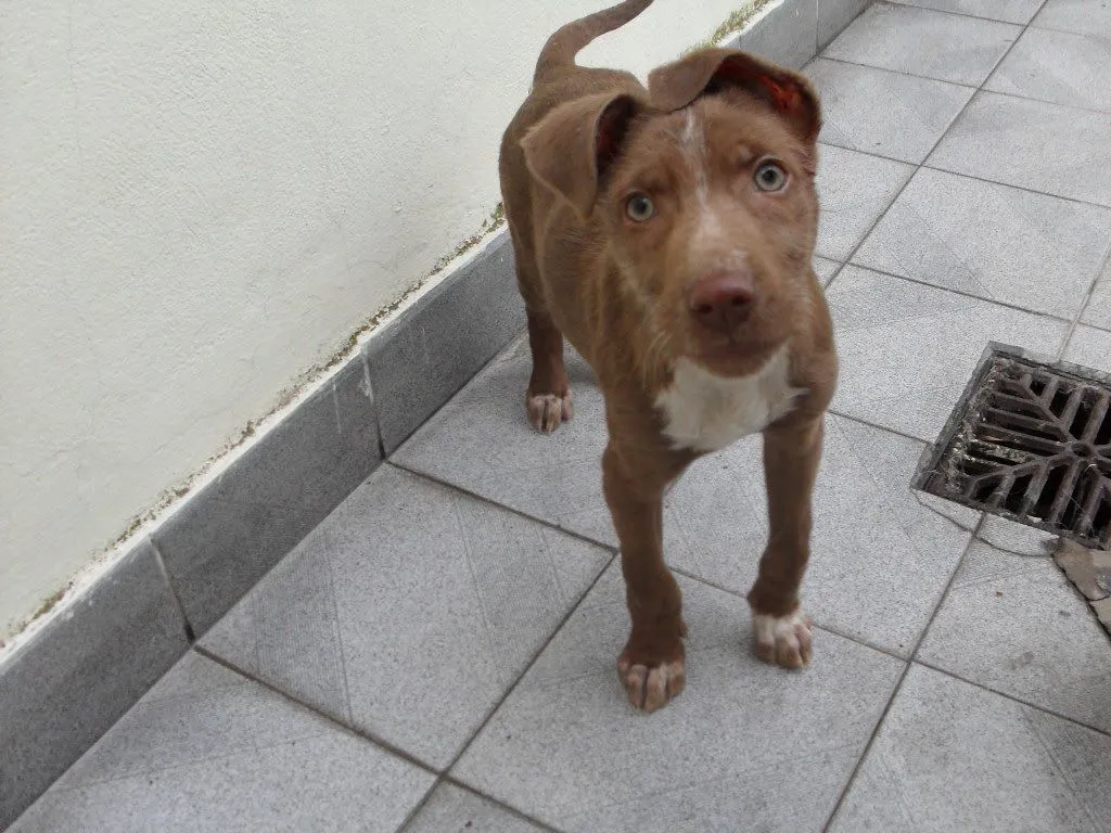  ... Angelito, hermoso cachorro marrón con ojos verdes está en adopción