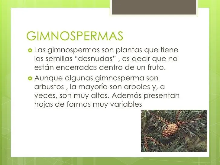 angiospermas-y-gimnospermas-2- ...