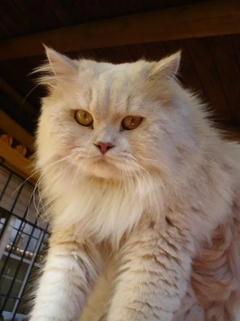 Angora | Servicio de Información de gatogatitogatote