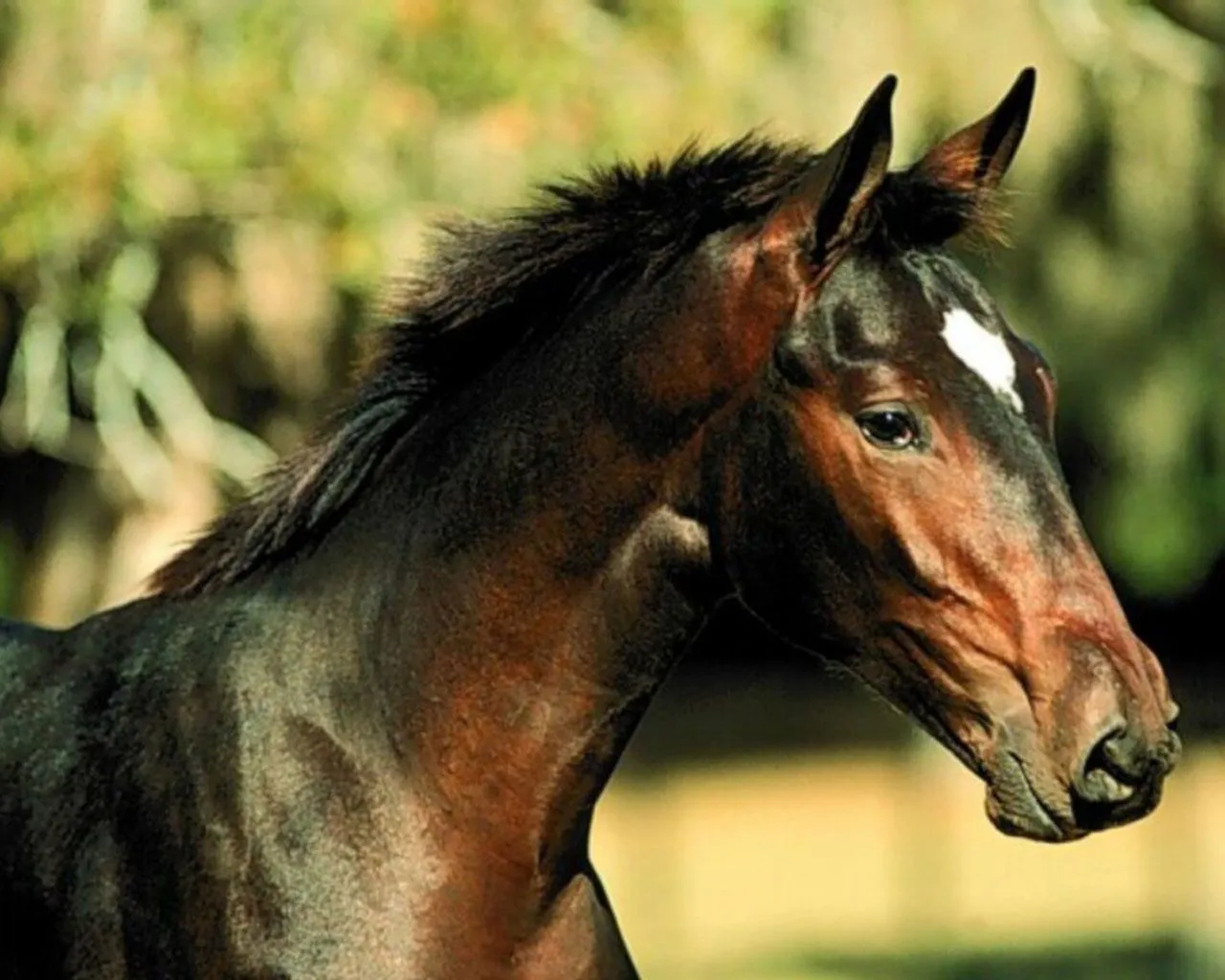 EL CABALLO ~ MEENCANTAELCABALLO