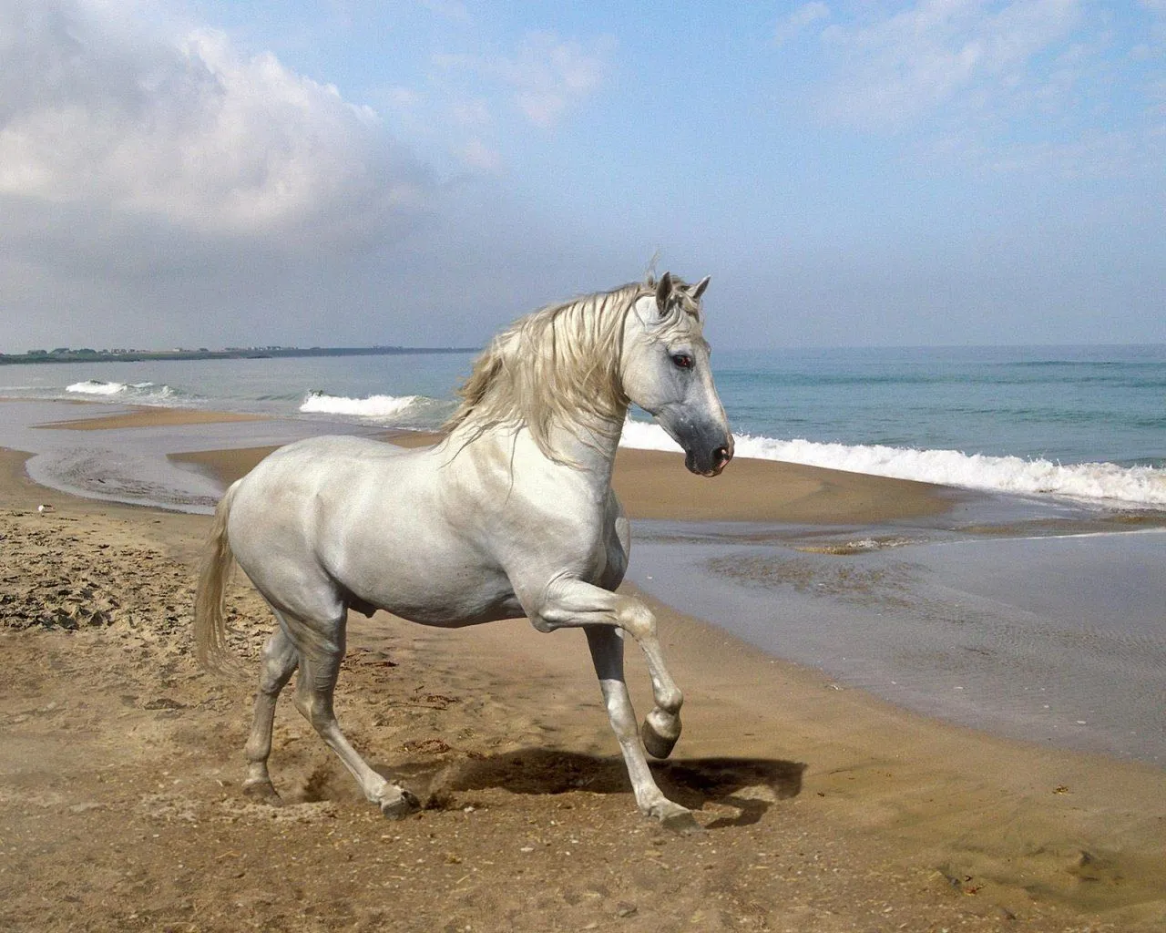 El ojo del buitre: Caballo (Equus ferus)