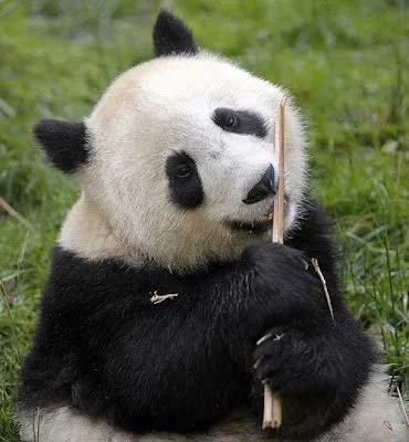 Anima-Blog: Los osos panda, en peligro tras el terremoto de Sichuan