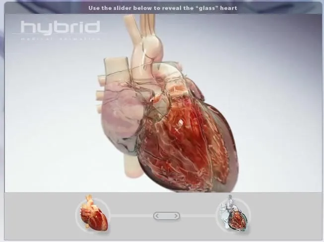 Animaciones del cuerpo humano | Biblioteca Médica Virtual - Blog