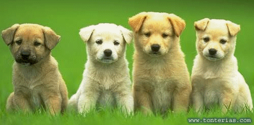 Animaciones gifs de perros | Busco Imágenes