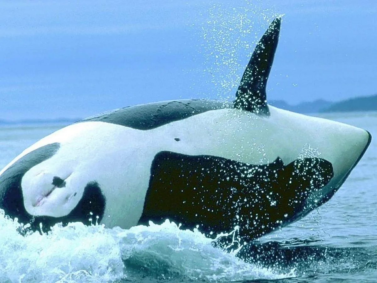 Animais > Mamíferos marinhos > Orca > Orca