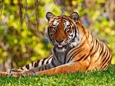 Animais: Tigre de Bengala