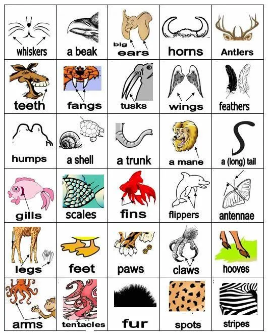 Animal body parts vocabulary learning English