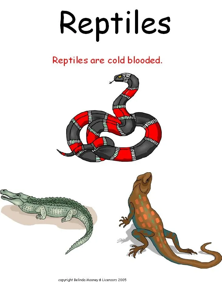 ANIMAL GROUPING: REPTILES 2 | learningenglish-