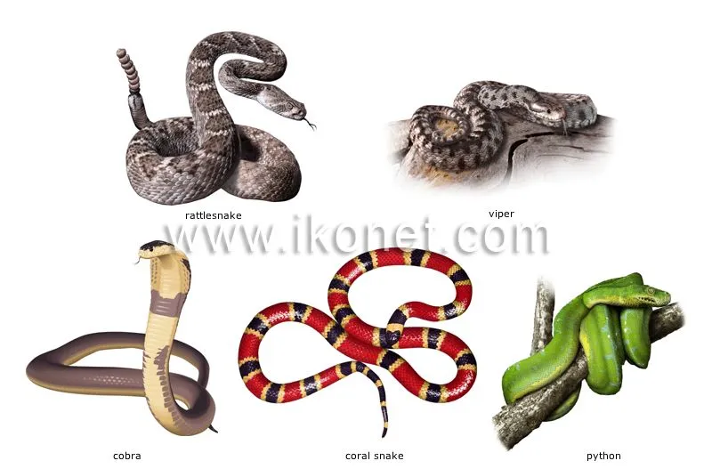 animal kingdom > reptiles > examples of reptiles image - Visual ...