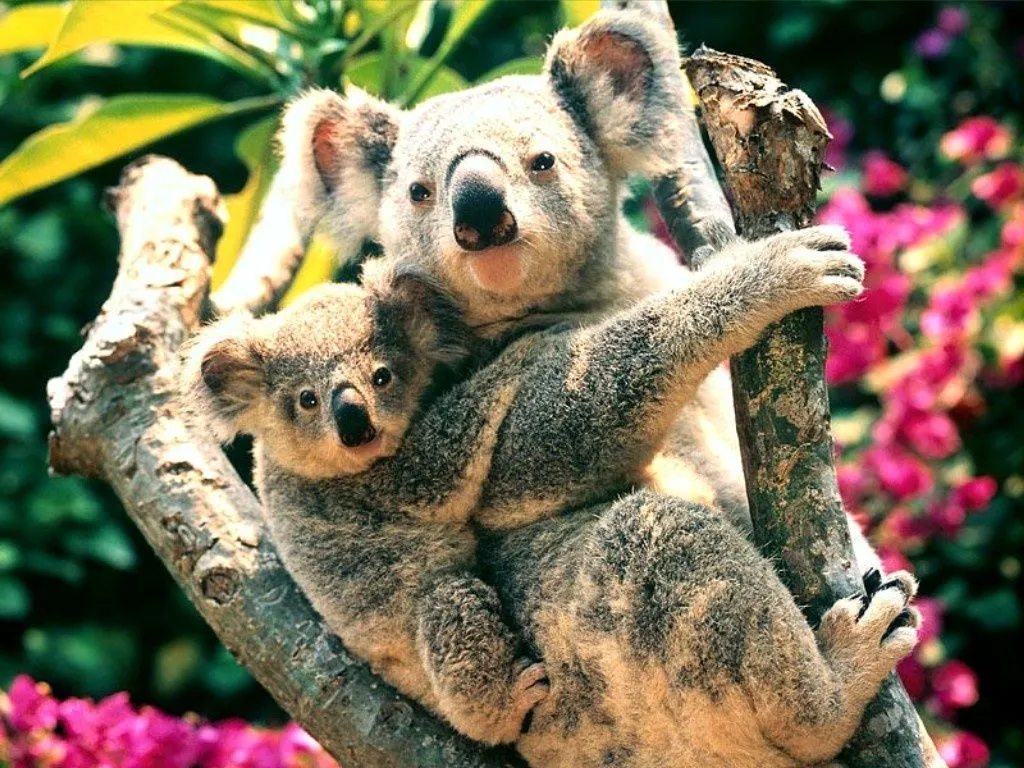 Animal Koala Bear Free Wallpapers - Animals Wallpapers