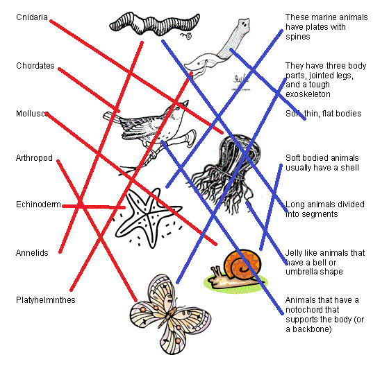 Animal Phylum Matching Key