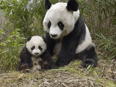 Animal Picture: PANDA ENDANGERED ANIMALS