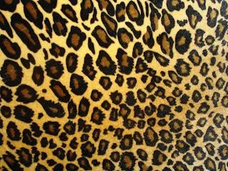 Animal Print - Animals Photos