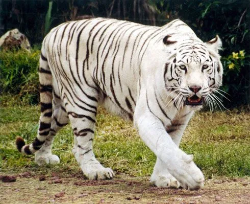 Animal World: Tigre de Bengala Blanco