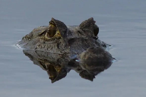 Animalandia: Cocodrilos