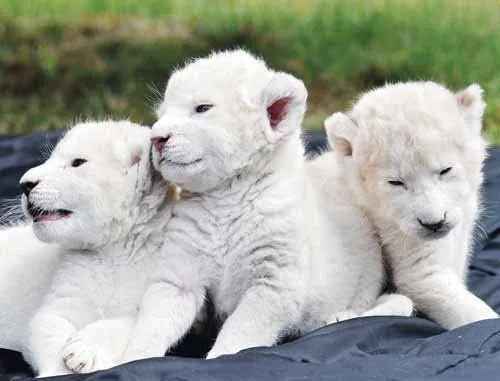 Animalandia: El León Blanco.