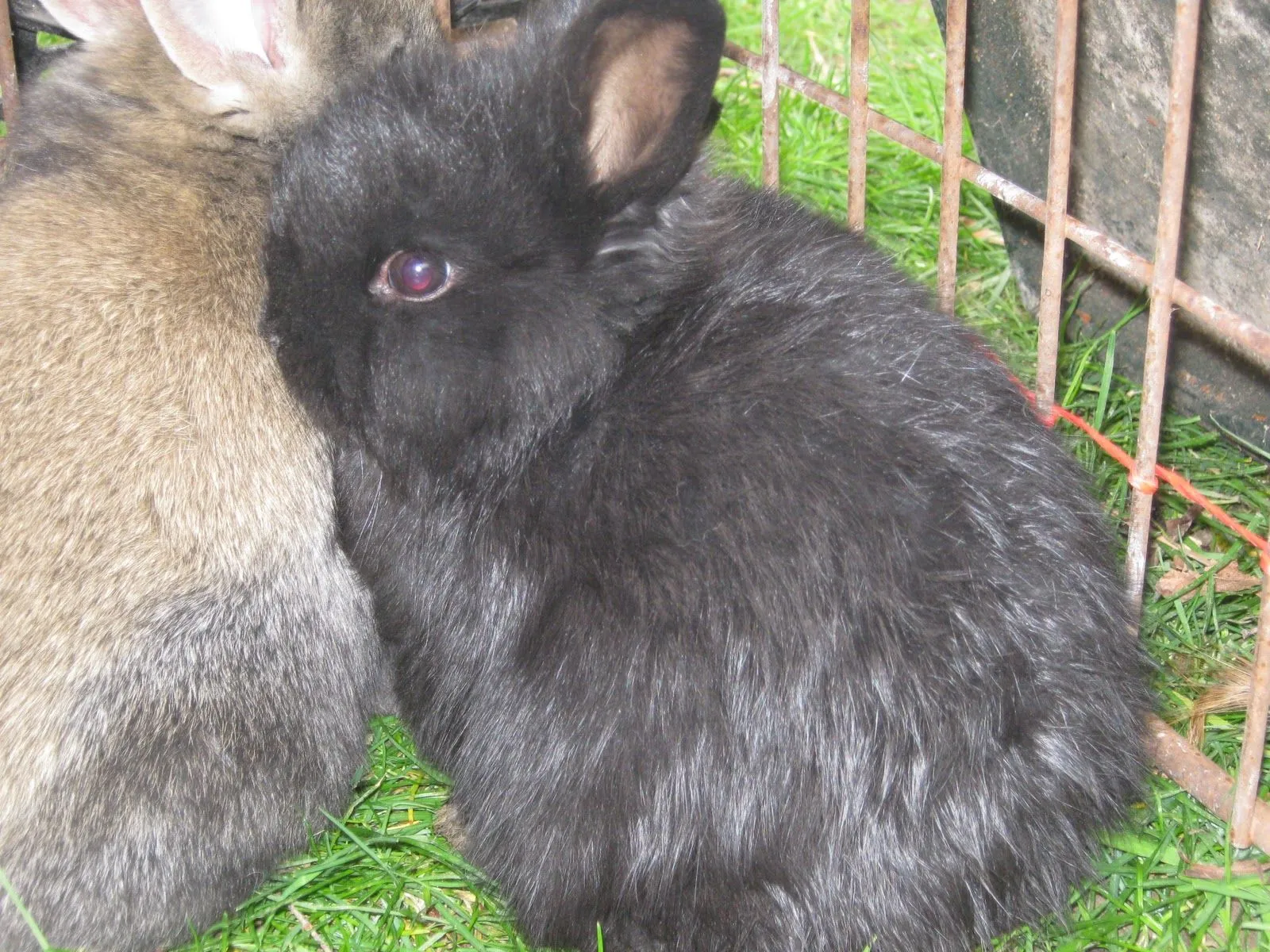 Animalandia: Vendo conejos