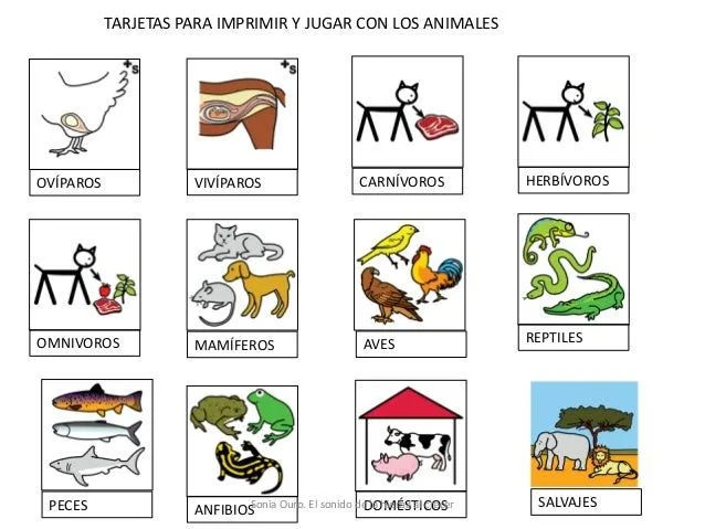Animales primero 2