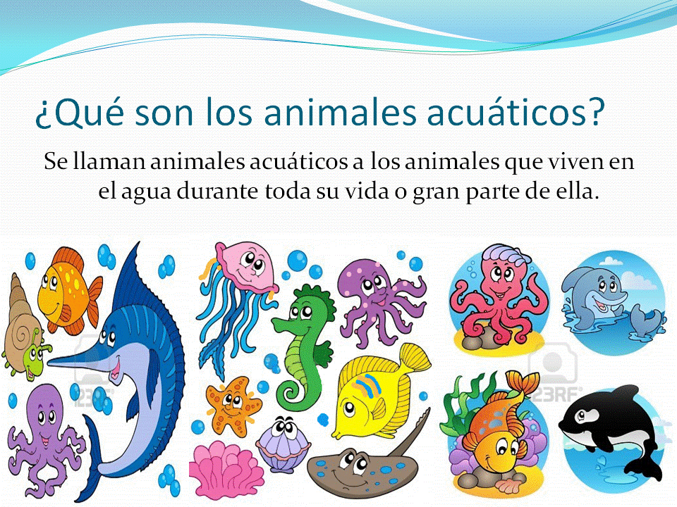 Animales Acuáticos (Delfín, Foca, Tortuga Marina)