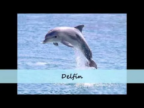 Animales acuáticos, terrestres y aéreos para educación infantil ...