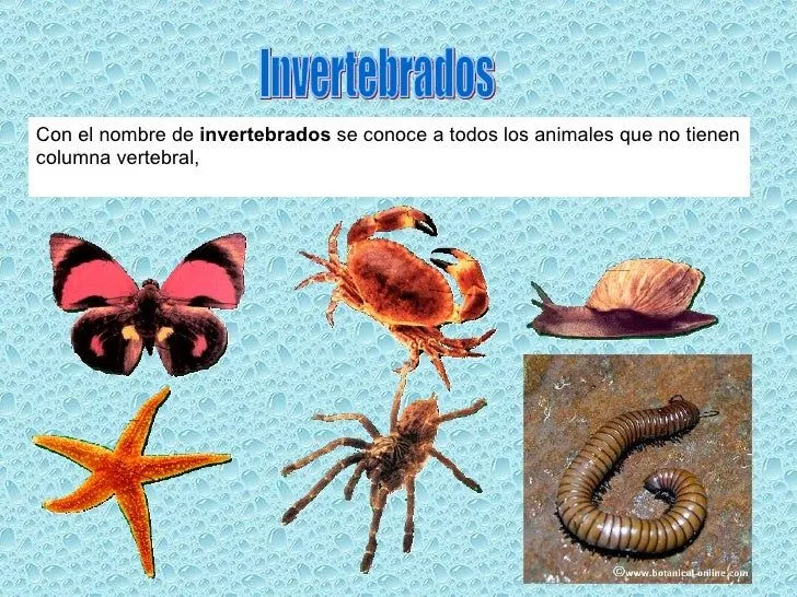 Animales acuáticos, terrestres y aereos male y caty