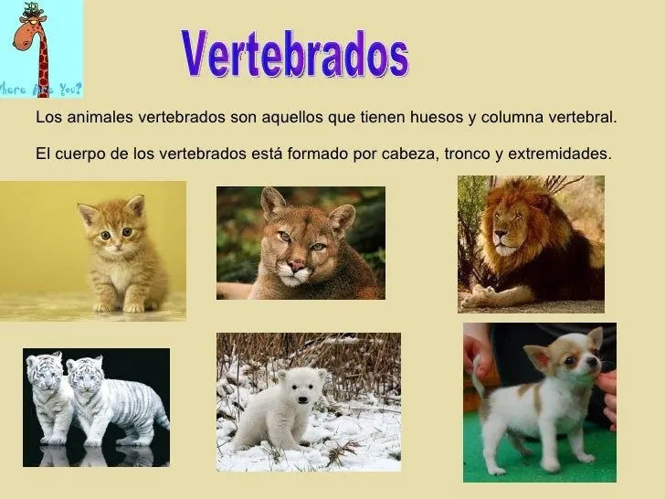 animales-acuticos-terrestres-y ...