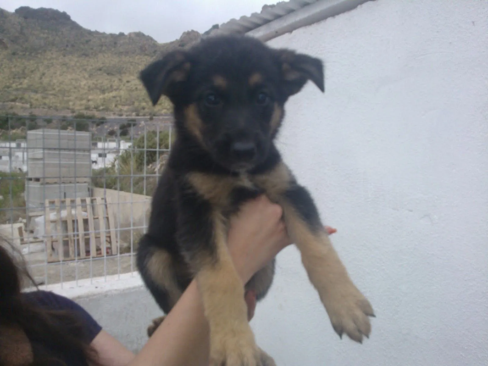 animales en adopcion: mayo 2013