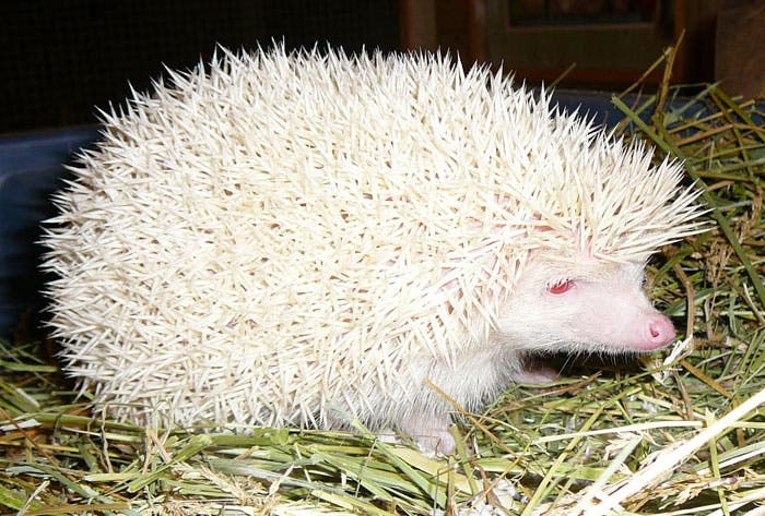 Estos animales albinos son diferentes… pero muy hermosos. ¡El león ...