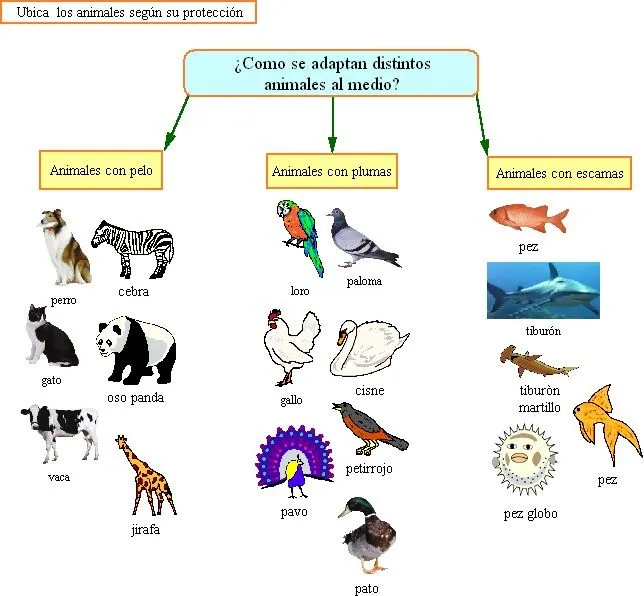 Animales segun su alimentacion - Imagui