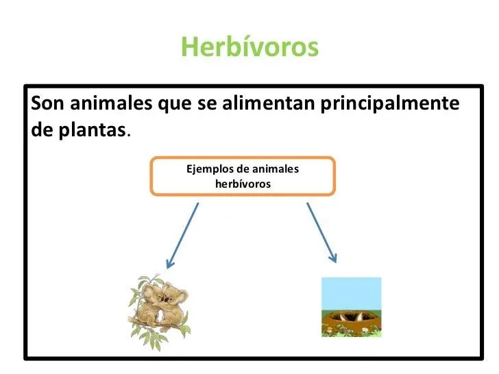 Animales segun su alimento