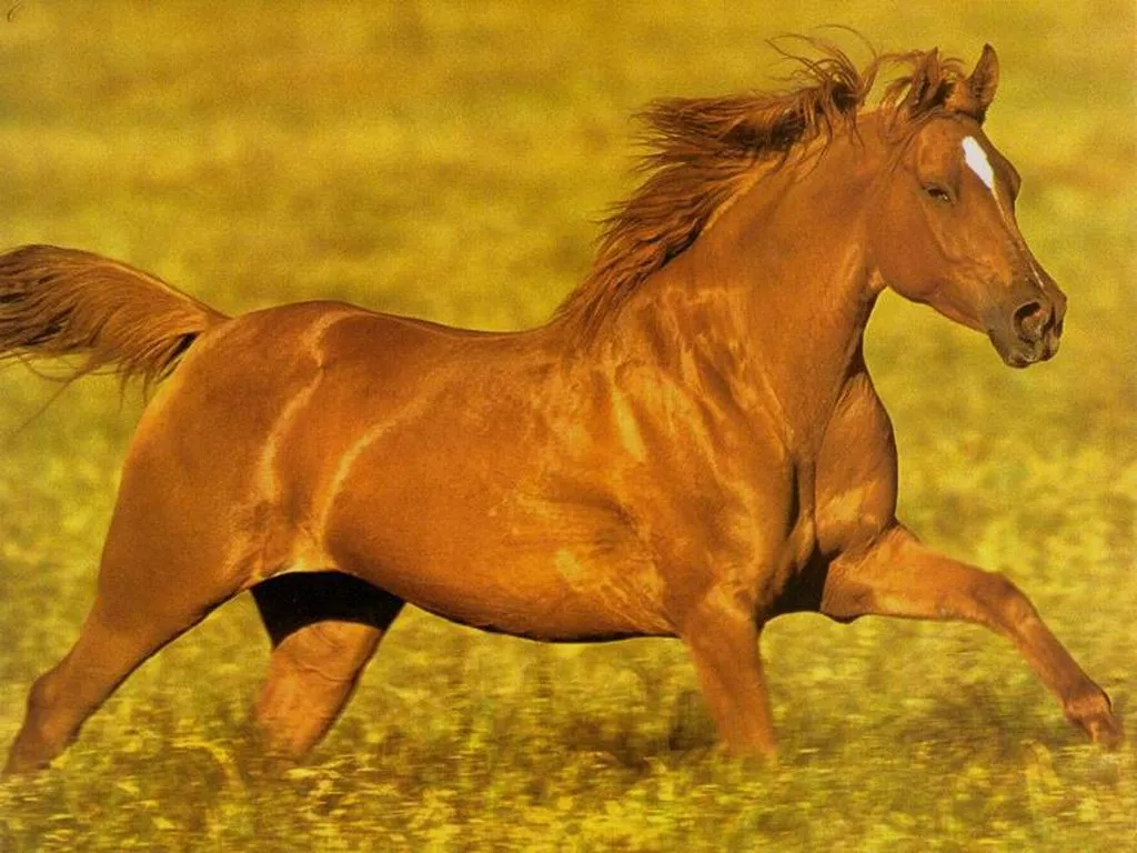 GUARDIANAS ? - bonito caballo - ANIMALES